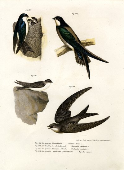 Martin by German School